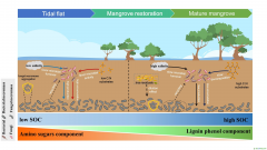 研究揭示紅樹林恢復(fù)過(guò)程中土壤有機(jī)碳來(lái)源